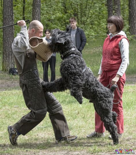 Black Russian Terrier Russian Terrier, Thai Ridgeback, Neapolitan Mastiffs, Presa Canario, Black Russian Terrier, Black Russian, Giant Schnauzer, Tibetan Mastiff, English Mastiff