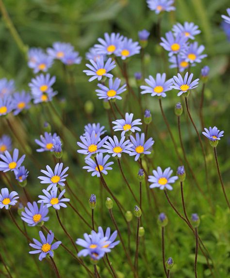 Marguerite Daisy, Blue Daisies, Flower Guide, Garden Accents, Flower Fairies, Decks And Porches, Garden Stones, Perennial Plants, Types Of Plants