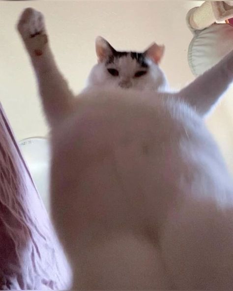 Fat Cat, Cute Cats, On Instagram, White, Instagram