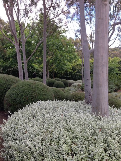 Clipped Helichrysum petiolare. Design Robert Boyle. Photo Christopher Owen Helichrysum Petiolare, Robert Boyle, Bush Garden, Garden Hedges, Australian Native Garden, Country Garden Decor, Landscaping Inspiration, Dry Garden, Australian Garden