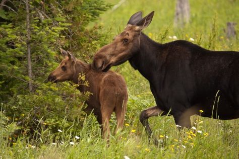 Moose cow and calf by Paul Pierce, Maine Aroostook County, Cow And Calf, Northern Canada, Paul Pierce, Presque Isle, Cow Calf, Summer Photos, Photo Contest, Oklahoma