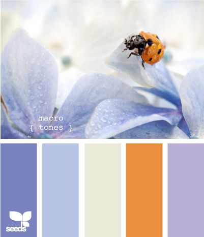 #blue #cream #orange #purple Seeds Color, A Ladybug, Color Palate, Design Seeds, Lavender Blue, Color Stories, Cornflower Blue, World Of Color, Colour Schemes