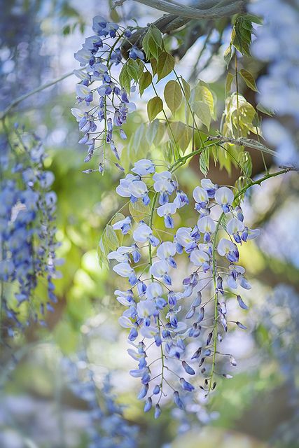 Wisteria by Jacky Parker Floral Art, via Flickr Blue Wisteria, Jacaranda Tree, Beautiful Flowers Photography, English Cottage Garden, Blue Garden, Blossom Flower, Flowers Nature, Flower Field, Flower Pictures