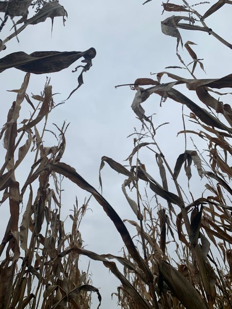 Famine Horseman Aesthetic, Cornfields Aesthetic, Famine Laura Thalassa, Famine Aesthetic, Mistborn Trilogy, Laura Thalassa, Midwest Gothic, Colorful Art Projects, Four Horseman