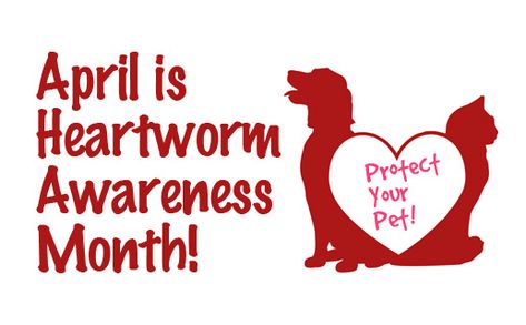 Heartworm is a serious disease that affects both dogs and cats. This disease is extremely dangerous and, if it is not treated properly, it is often fatal. Treating heartworm is 15x MORE EXPENSIVE than preventing it. A monthly heartworm preventative should be given, which is low in cost (approximately $10/month). Heartworm Awareness Month, Cats That Dont Shed, Animal Calendar, Vet Hospital, Heartworm Prevention, Vet Office, Prevention Month, Cats Musical, Pet Clinic