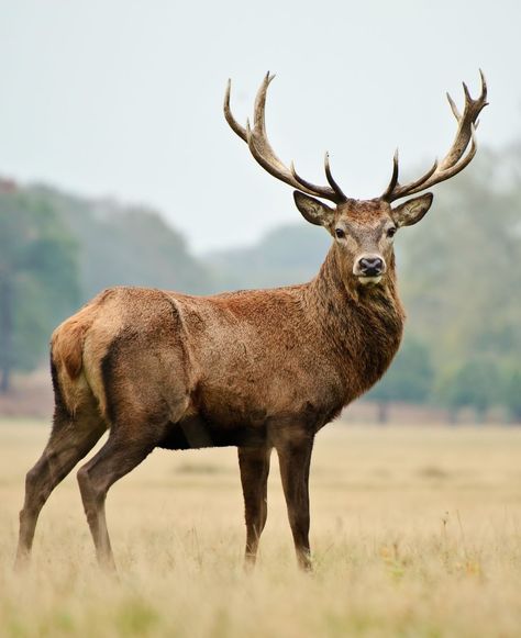 Majestic Red Stag - A powerful red stag standing in an autumn meadow. #RedStag #Autumn Tree Stand Hunting, Hunting Guide, Deer Species, Autumn Animals, Deer Photos, Deer Pictures, Fallow Deer, Stag Deer, Deer Stand