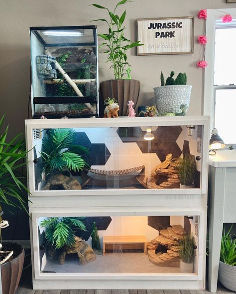 Sipp Reptiles on Instagram: “Can’t wait to redo the frogs enclosure and add more to the dragons🥴💓 I rush myself thinking “Instagram isn’t going to like this” and I…” Terrarium Stand Reptile, Stacked Reptile Enclosure, Reptile Shelving, Reptile Stand Ideas, Diy Reptile Enclosure Furniture, Aquarium Shelves, Reptile Room Aesthetic, Reptile Shelf, Reptile Room Ideas