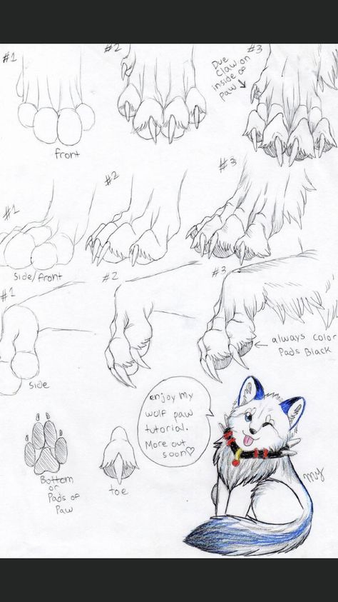 Wolf Paw Drawing, Draw Paw Patrol, Wolves Drawing, Fox Drawing Sketches, Paw Sketch, Coyote Drawing, Drawing Effects, Dog Paw Drawing, Drawing Advice