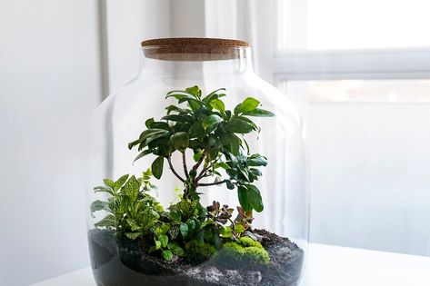 Small decoration plants in a glass bottle, garden terrarium bottle,  forest in a jar. Terrarium jar with piece of forest with self ecosystem. Save the earth concept. Bonsai, set of terrariums, jars Modern Log Burners, Terrarium Bottle, Jar Terrarium, Decoration Plants, Open Terrariums, Terrarium Jar, Cactus Planta, Save The Earth, Forest Decor