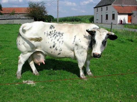 Belgian Blue Cattle, Belgian Blue, Blue Cow, Cattle Breeds, Beef Cattle, Blue Roan, Milk Production, White Patches, Dairy Cows