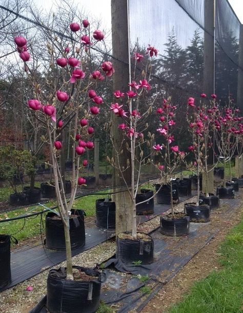 Magnolia Black Tulip, Black Tulip Magnolia Tree, Black Tulip Magnolia, Magnolia Tree Landscaping, Patio Chico, Tulip Magnolia, Red Magnolia, Easy Perennials, Big Trees