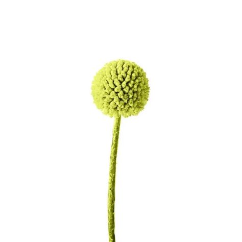 Billy Balls - 50 Stem Bunch Flower Identification, Billy Balls, Copper Glitter, Bamboo Skewers, Flower Names, Botanical Flowers, Lime Green, Dandelion, Floral Design