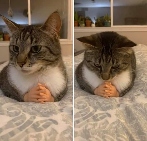 The most adorable cat posts from the week to make you smile on this Caturday 😍 Silly Animals, Funny Animal Memes, Funny Cute Cats, Animal Jokes, Silly Cats, Pretty Cats, Funny Animal Pictures, Cute Little Animals, Kitty Cats