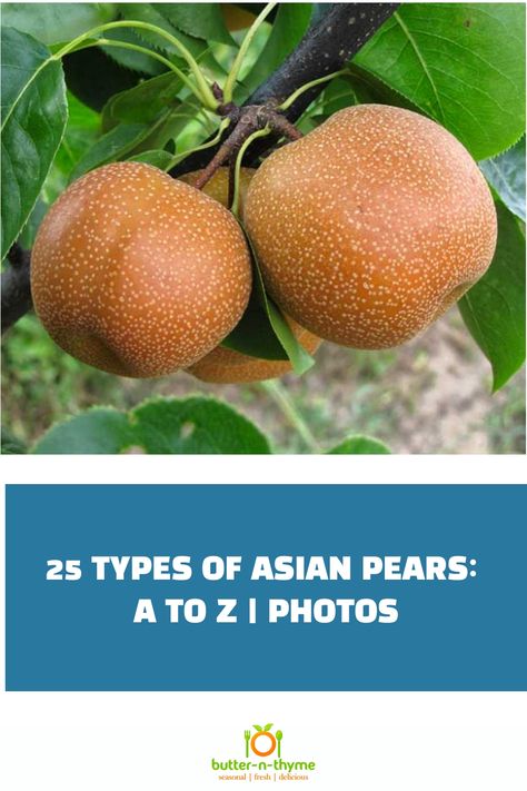 Asian Pears growing on branch. Asian Pear Tree, Asian Pears Recipes, Salads Asian, Asian Pear Recipes, Pear Varieties, Asian Pears, Asian Pear, Yellow Skin, Pear Recipes