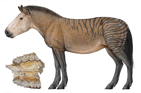 Hipparion tchikoicum belongs to the subgenus Baryhipparion, an extinct group of primitive horses that lived mostly in the Pliocene of northern Eurasia. Prehistoric Man, Prehistoric Wildlife, Horse Inspiration, Prehistoric World, Ancient Animals, Paleo Art, Extinct Animals, Inner Mongolia, Dinosaur Fossils