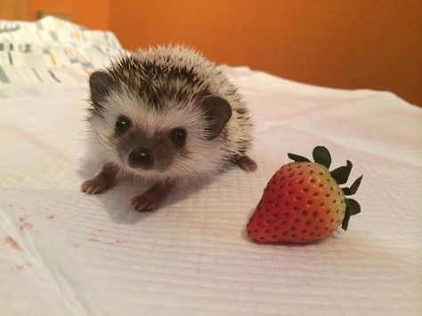 squeee little baby hedgehog!!! about 4-6 weeks here when they still look so little and babyish Baby Hedgehogs, Landak Mini, Random Animals, Hedge Hog, Pygmy Hedgehog, Hedgehog Pet, Baby Hedgehog, A Hedgehog, Cute Hedgehog