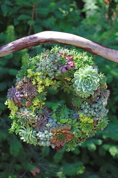 I was overjoyed to have authors John Gillespie & Christina Symons of the fabulous garden craft book, Everyday Eden: 100+ Fun, Green Garden Projects for the Whole Family to Enjoy (Harbour Publishing) on the blog. They shared how to make this stunning succulent wreath. I know you will head out to the improvement store to make your own after you see this. For full post information see http://gardentherapy.ca/semper-viva-wreath/ you can also enter to win a copy of the book, Everyday Eden! Living Wreath, Fleurs Diy, Succulent Wreath, Cactus Y Suculentas, Deco Floral, Cool Ideas, Succulents Diy, Garden Crafts, Succulents Garden