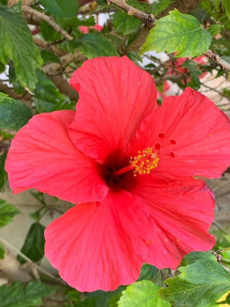 Puerto Rican Flower, Puerto Princesa, Puerto Rican Culture, Phone Inspo, Puerto Rican, Hibiscus Flowers, Art Teacher, Culture Art, Hibiscus