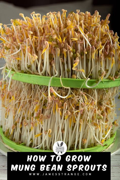 In this how to post we will show you how to use two different setups for growing mung bean sprouts. One is a DIY and one requires a machine. Bean Sprouts Growing, Growing Beans, Growing Sprouts, Sounds Good To Me, Bean Seeds, Tray Diy, Asian Market, Mung Bean, Bean Sprouts