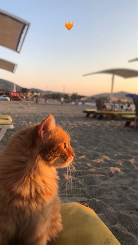 #cat #sweetie #catworld #catlife #cats Cats At The Beach, Cat Iphone Wallpaper, Summer Cats, Academia Aesthetic Wallpaper, Summer Cat, Cat Summer, Cat Profile, Funny Cat Wallpaper, Cat City