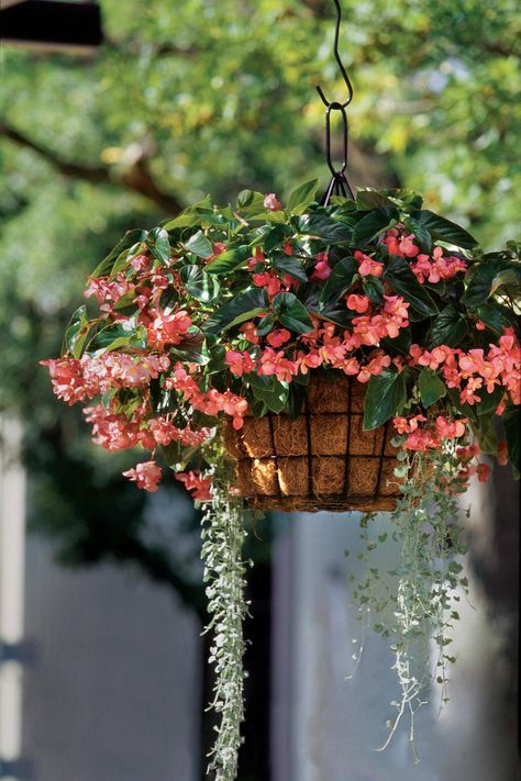 Hanging Begonia Container Begonia Dragon, Silver Falls Dichondra, Dragon Wing, Hanging Plants Diy, Container Gardening Ideas, Container Ideas, Vegetable Garden For Beginners, Garden Basket, Silver Falls