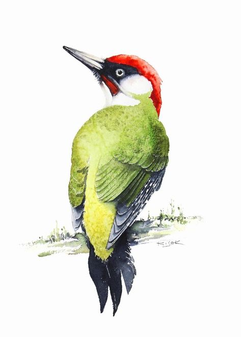 Woodpecker Illustration, Woodpecker Art, Green Woodpecker, Watercolor Subjects, William Turner, Bird Artwork, Animal Sketches, Bird Pictures, Bird Drawings