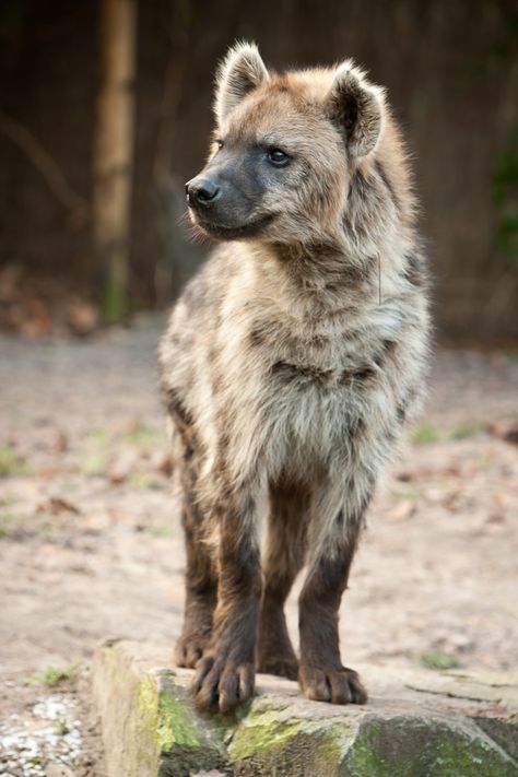 Spotted hyena Hyena Pictures, Hyena Photography, Hyena Ears, Laughing Hyena, Brown Hyena, Striped Hyena, Spotted Hyena, Lion King Movie, African Wild Dog