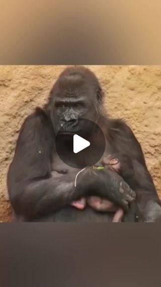 Gorilla Channel on Instagram: "Motherly Love: A Gorilla’s Bond with Her Newborn Baby 🦍LOVE YOU 🥰😍🥰😍 #gorilla #mom #baby #Amazing" Gorilla Video, Dance Cakes, Motherly Love, Baby Gorillas, Mom Baby, 1 Year Ago, Cute Wild Animals, Mother And Baby, Cat Gif