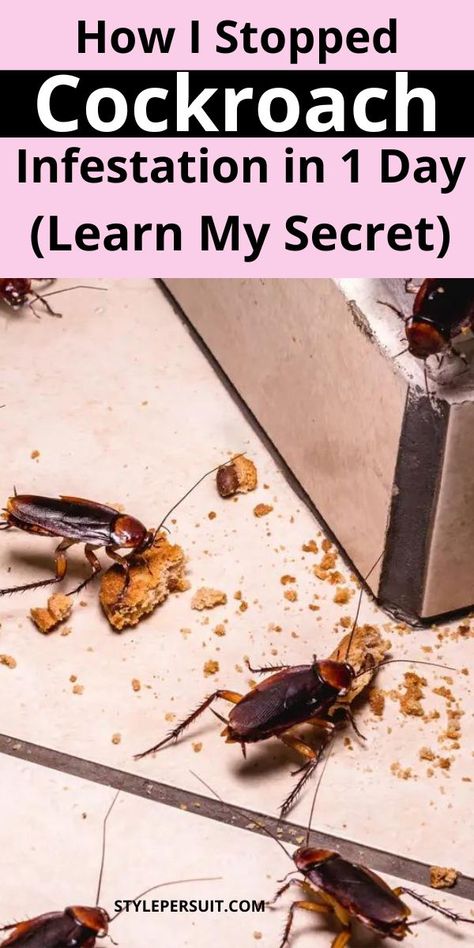 Tired of roaches around your home. Learn various DIY methods to trap and kill roaches in the house effectively without the use of toxic and expensive pesticides. With these homemade roach traps, you can expedite the process of eliminating roaches. Click To Get Rid Of Cockroaches Fast Get Rid Of Cockroaches Fast, Natural Bug Killer, Get Rid Of Cockroaches, Cockroach Repellent, Roach Infestation, Essential Oil Bug Spray, Kill Roaches, Roach Killer, Bed Bug Bites