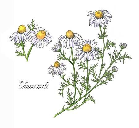 Chamomile Botanical Illustration, Chamomile Drawing Simple, Chamomile Plant Drawing, Camomile Flower Drawing, Chamomile Flowers Drawing, Camomile Flower Tattoo, Camomile Drawing, Herbarium Illustration, Chamomile Drawing