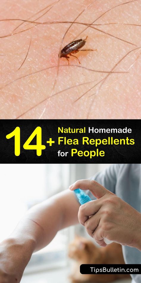 If you own pets, you know how troublesome adult fleas are when they bite. Discover ways to repel fleas, including homemade flea treatments made with essential oils and recipes for natural flea repellents which are safe for humans and the environment. #flea #human #repellent #natural Getting Fleas Out Of House, Essential Oil For Fleas In The House, Essential Oils For Flea Bites On Humans, Homemade Flea Trap, How To Stop Fleas From Biting You, Fleas Remedies For House Home, Fleas Remedies For House How To Get Rid, How To Get Rid Of Fleas In House, Flea Repellent For Humans