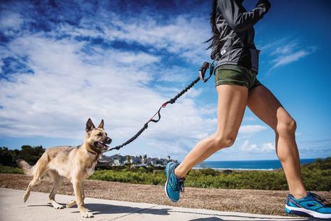 Running With Dog, Puppy Training Treats, Hands Free Dog Leash, Dog Leash Training, Run With Me, Dog Lead, Dog Runs, Free Dogs, How To Start Running