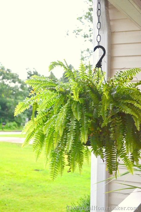 How to keep your ferns green and growing even in the summer heat Ferns Along Fence, Ferns In Hanging Baskets, How To Keep Ferns Healthy, How To Grow Ferns, How To Make Ferns Grow Big, Ferns On Porch, Fern Planters Ideas, Porch Ferns, Fern Planters