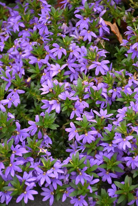 Scaevola Aemula, Fan Flower, Parker Colorado, Low Water Gardening, Fast Growing Plants, Violet Flower, Bedding Plants, Types Of Soil, Drought Tolerant