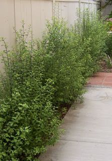 Good for narrow hedge: Pittosporum tenuifolium 'Gold Sheen' 10' tall, 3' wide "rapidly growing" Pittosporum Silver Sheen, Escallonia Hedge, Pittosporum Tenuifolium, Screening Ideas, Zen Landscape, Colorful Shrubs, Yard Plants, Jasmine Plant, Lazy River