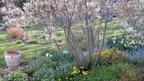 Serviceberry Tree, Snow In Spring, Backyard Plan, Fountain Grass, Small Front Yard, Specimen Trees, Landscape Designer, North Country, Sandy Soil