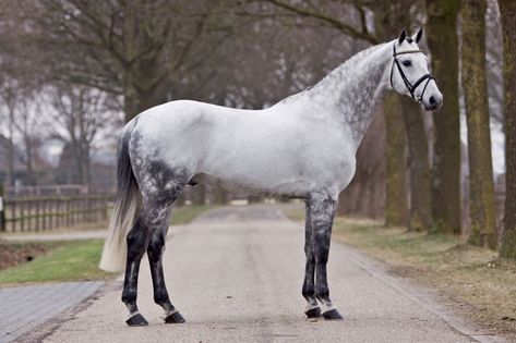 Warmblood Stallion, Dapple Grey Horses, Horse Standing, Grey Horses, Dutch Warmblood, Warmblood Horses, Show Jumping Horses, Horse Inspiration, Horse Boarding