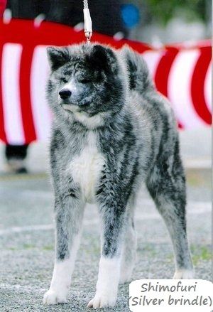 Shimofuri Akita. Akita Inu Silver Brindle, Akita Puppies For Sale, Akita Inu Puppy, Japanese Dog Breeds, Puppy Mix, Japanese Akita, Akita Puppies, American Akita, Akita Inu