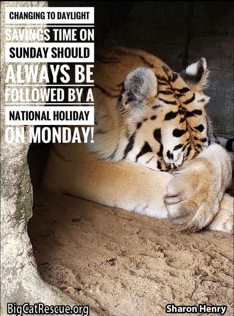 “Changing to Daylight Savings Time on Sunday  should always be followed by a national holiday on Monday.” #BigCats #BigCatRescue #DaylightSavingsTimeIsHardOnEveryone ! Big Cat Rescue, Holiday Monday, National Holiday, Daylight Savings, Daylight Savings Time, National Holidays, Big Cat, Cat Rescue, Big Cats