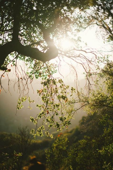 Druids Trees: #Woods. Teacher Tree, Grey Magic, Tarzan Disney, The Painted Veil, Golden Afternoon, Woodland Elf, Forest Light, Fraggle Rock, The Ancient Magus Bride