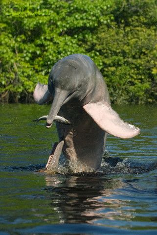 Amazon River Dolphin - for real?  Didn't realize they had dolphins in rivers? Amazon River Dolphin, River Dolphin, Amazon River, Underwater Life, Marine Mammals, Amazon Rainforest, Sea Animals, Bolivia, Marine Life