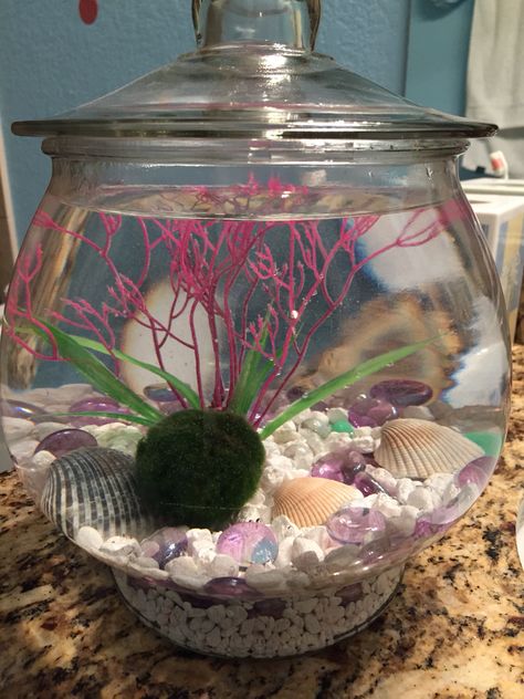 Marimo moss balls in their new aquarium! Marimo Moss Ball Aquarium Ideas, Marimo Moss Ball Terrarium Ideas, Moss Ball Pet, Moss Ball Aquarium Diy, Marimo Moss Ball Aquarium, Marimo Aquarium, Bettafish Aquarium, Moss Ball Aquarium, Marimo Moss Ball Terrarium