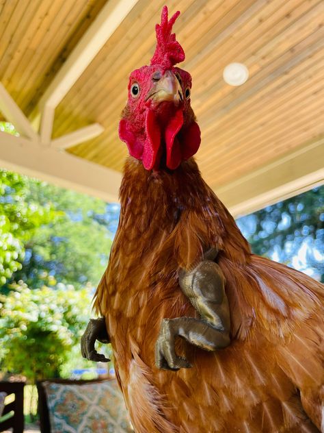 Farm Fab - T-Rex Chicken Arms to make your girl roar. RAWR 🐓 Made here at the Fab Farm by us! ️🐓❤️❤️❤️ Chicken Arms, Golden Chicken, Lady Madonna, Lake Oswego, Collar Leash, Chicken Lovers, Your Girl, Collar And Leash, T Rex