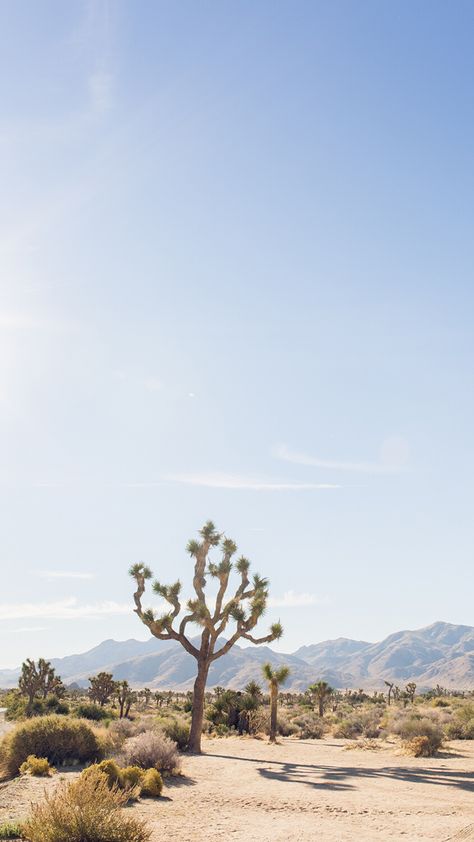 Joshua Tree Wallpaper, Tree Iphone Wallpaper, Beautiful Places In The Us, California Trees, Trips Abroad, Desert Aesthetic, Joshua Tree California, Desert Photography, California Desert