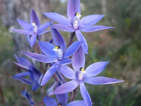 9 Must-See West Australian Orchids - Inspiration Outdoors Australian Native Orchids, Australian Orchids, Lush Rainforest, School Designs, Australian Wildflowers, Lovely Perfume, Australian Flowers, Different Species, Australian Plants