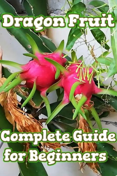 In this video, you will be shown that even someone who knows nothing about gardening can easily grow dragon fruit without any effort! Propagating Dragon Fruit, Dragon Fruit Propagation, How To Grow A Dragon Fruit Plant, Dragon Fruit Plant In Pot, Dragon Fruit Growing, Dragon Fruit Garden, Growing Dragon Fruit, Dragon Fruit Dragon, Grow Dragon Fruit