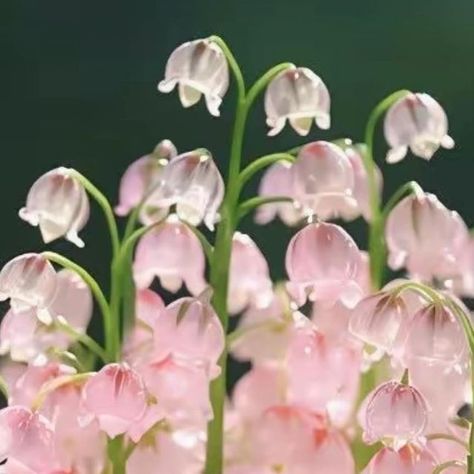 The Language Of Flowers, Language Of Flowers, July 28, Lily Of The Valley, The Valley, Photo Credit, Lily, Flowers, Pink