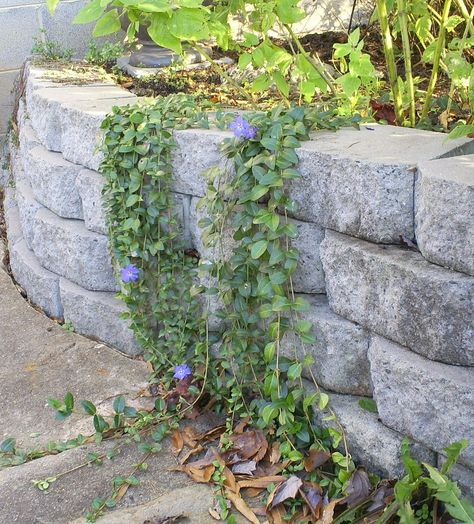 vinca vine over concrete block retaining wall ♥ Flowers Retaining Wall, Trailing Perennials Retaining Walls, Creeping Jenny Retaining Wall, Cascading Plants Retaining Walls, Vine Growing On Wall, Trailing Vinca, Concrete Block Retaining Wall, Block Retaining Wall, Vinca Vine