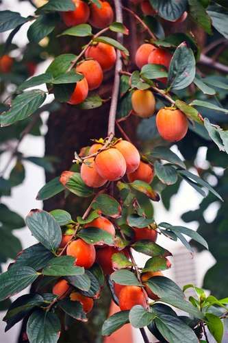 Japanese persimmon | plant | Britannica Persimmon Tree, Persimmon Fruit, Fruit Bearing Trees, Autumn Scenes, Fruit Tree, Tree Care, Juicy Fruit, Fruit Plants, Autumn Harvest