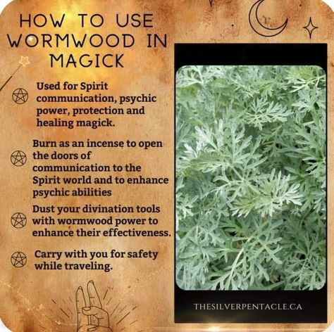 Sister Spell Binder on Twitter: "Wormwood https://t.co/dlff3EldB4" / Twitter Wormwood Witchcraft, Witchy Plants, Magical Herbs Witchcraft, Herbs For Protection, Hoodoo Magic, Spiritual Ideas, Magickal Herbs, A Is For Apple, Witch Herbs